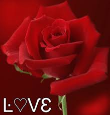 Share a gif and browse these related gif searches. Rose Flower Gif Roses Flowers Animated Gif Free Download