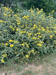 Image result for Phlomis fruticosa