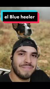 Te presento al Blue Heeler. #blueheeler #pastorganaderoaustraliano  #perropastor #boyeroaustraliano #razascaninas