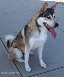 These playful, lovable akita mix are a mixed dog breed. Akita Shepherd Dog Breed Information