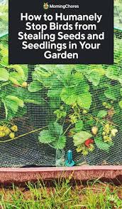 How to keep birds away from your garden. How To Humanely Stop Birds From Stealing Seeds And Seedlings In Your Garden