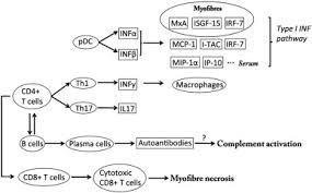 We did not find results for: Dermatomyositis Polymyositis And Immune Mediated Necrotising Myopathies Sciencedirect