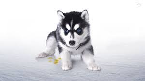 Husky Wallpaper Desktop Husky Puppy Wallpaper Animal Puppy Wallpapers For Desktop 1920x1080 Download Hd Wallpaper Wallpapertip