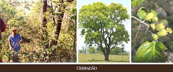 Image result for Metteniusaceae