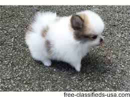 White pomeranian puppy for sale, teacup pomeranian puppies, toy pomeranian puppy, small pomeranian puppy for sale, teacup pricing on pups may be changed at any time that we do not have a deposit or reservation on a puppy. Beautiful Tea Cup Pomeranian Puppy Available Animals San Diego California Announcement 54420