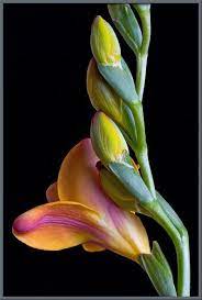 The Beautiful Freesia Amazing Flowers Rare Flowers Plants