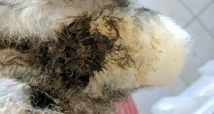 Riechender säuerlicher stuhl,beim zahnen aber kein. Durchfall Mohren Sind Orange