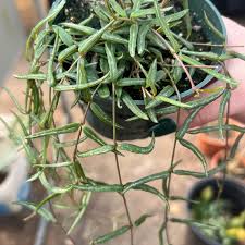 Image result for Striga linearifolia