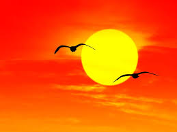 Red orange and yellow sunset. Awesome Animals Orange Yellow Wallpaper Free Best Pics