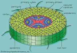 University of florida plant cells are multicellular eukaryotic cells that make up a plant (a group of eukaryotes. Phloem Definition Function Examples Facts Britannica
