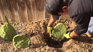 When picking a prickly pear cactus fruit, you must protect your hands. One Month Update Of Planting Opuntia Cactus Pads Aka Nopal Or Prickly Pear Cactus Youtube