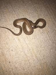 Maybe you would like to learn more about one of these? Is This A Baby Copperhead My Cat Caught It And I M Afraid She Ll Bring More Snakes