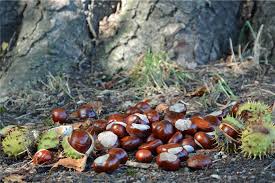 La castagna è il frutto del castagno a differenza della castagna dell'ippocastano che invece è un seme.le castagne derivano infatti dai fiori femminili (solitamente 2 o 3) racchiusi da una cupola che poi si trasforma in riccio. Kastanien Fliegen Fruh Von Den Baumen Der Versicherungsfall Ist Schwierig
