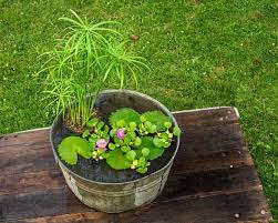Ho scattato questa foto di un fiore di giglio di acqua apparentemente galleggiante tra le nuvole. Come Realizzare Un Giardino Acquatico In Un Contenitore Guida Giardino