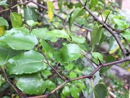 Image result for Ziziphus abyssinica