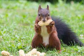 Including daily emissions and pollution data. What Do Squirrels Eat Animal Sake