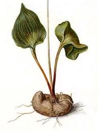 Image result for Eriospermaceae