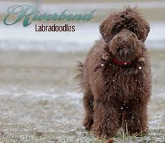 Northeast ohio near the akron, ohio, and canton, ohio area. Upcoming Litters Riverbend Labradoodles Ohio Labradoodle Breeder Labradoodle Breeders Labradoodle Litter