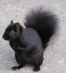 Black And White Squirrel Like Animal Black Squirrels Black Squirrel Animals Beautiful Cute Animals