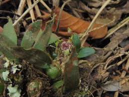 Image result for Microcharis