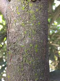 Image result for Englerophytum natalense