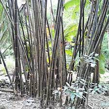 We did not find results for: Bambu Wikipedia Bahasa Indonesia Ensiklopedia Bebas