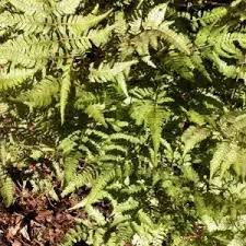 Image result for Athyrium newtonii