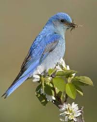 Blue Birds Native To Colorado Mountain Bluebird National Audubon Society Birds Blue Bird Most Beautiful Birds Pet Birds
