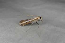 Image result for Euclasta