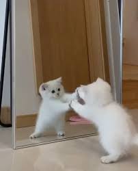 Fighting Video In 2020 Funny Animal Videos Cute Animals Cute Dogs