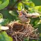 El crecimiento de los polluelos con Bird Conservatory