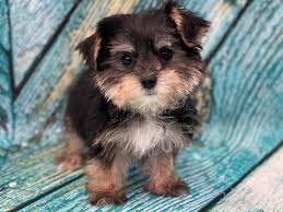 Stop by or call today for info. Morkie Puppies Petland Bradenton