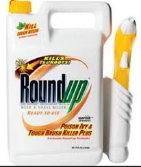 How long does it take for roundup poison ivy killer to work. Not Too Long Ago I Used Roundup On Some Poison Ivy And Then Also On Hometalk