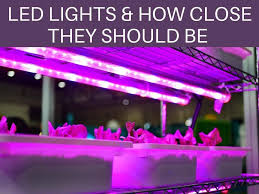 Led grow light height above plants should be 12 to 24 inches above your plants and hid. How Far Away Should Led Grow Lights Be From Plants Greenhouse Today