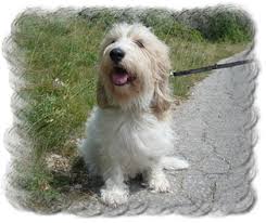 Image result for malý vendéeský hrubosrstý honič