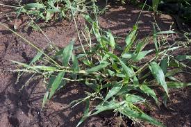 Image result for Urochloa deflexa