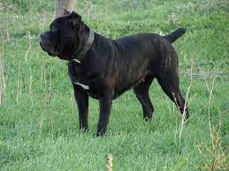 pin by konstantin on bandogs boerboels cane corso dogs mans best friend