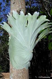 Image result for Platycerium