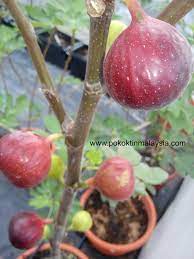 Kalau di malaysia, keratan batang ini dijual dengan agak mahal. Pokok Tin