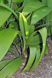 Image result for Molineria