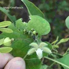 Image result for Pergularia daemia