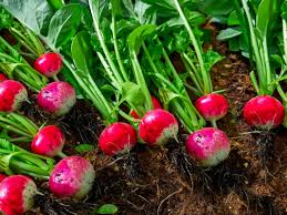 How To Grow Radishes We find that dall·e is able to draw multiple copies of an object when prompted to do so, but is unable to reliably count past. how to grow radishes