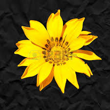 Black And Yellow Flowers Yellow Black Black Paper Background Yellow Flowers Black Backgrounds