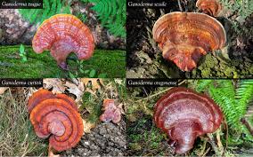 Image result for Ganoderma curtisii