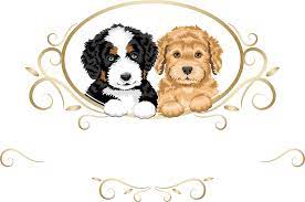Goldendoodle puppies for sale and dogs for adoption in iowa, ia. Home Kimberlees Kennels