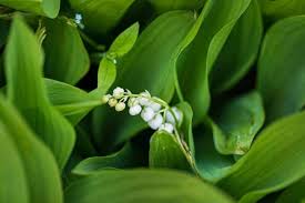 Lily Of The Valley Flower Meaning In 2020 Lily Of The Valley Flowers Valley Flowers Lily Of The Valley
