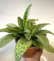 Image result for Xerophyta kirkii