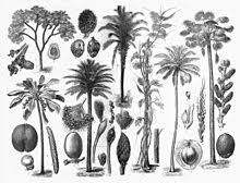 Arecaceae Wikipedia