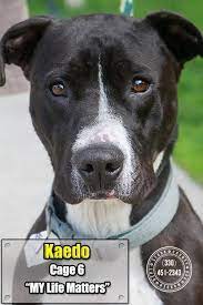 Pin On Adoptable Pets