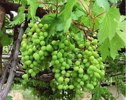 Image result for Vitaceae